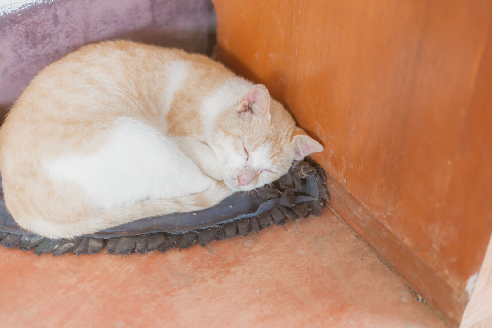Canon EOS 6D sample photo