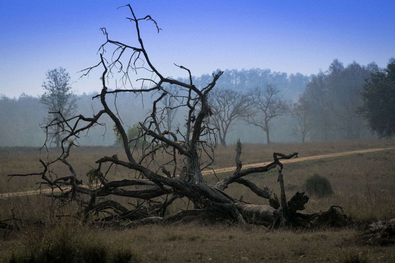 Nikon D850 sample photo. Tree, nature, landscape photography
