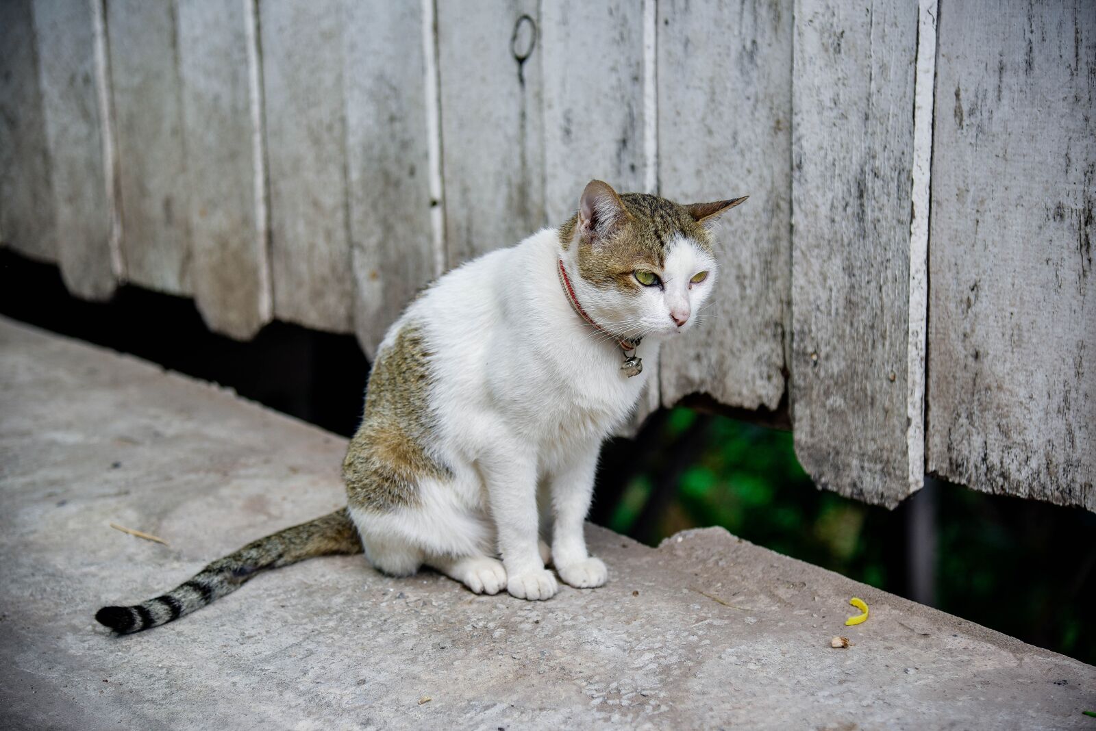 Nikon D750 sample photo. Cat, temple cat, cute photography