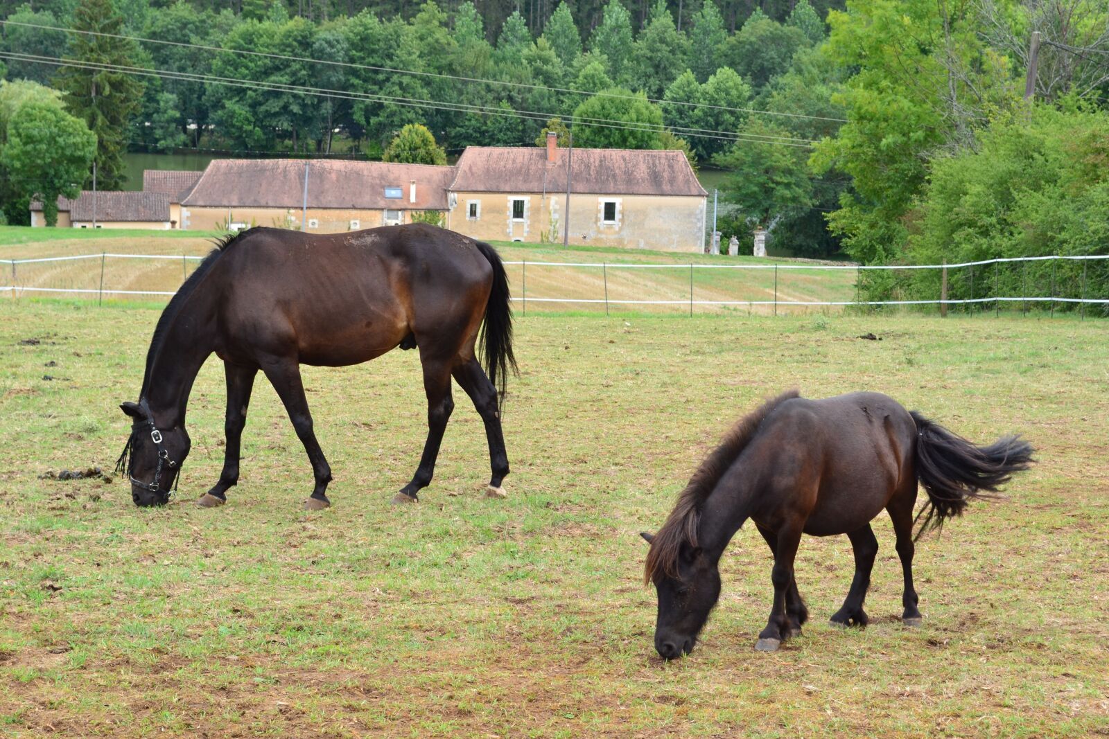 Nikon D3100 sample photo. Horse, pony, prairie photography
