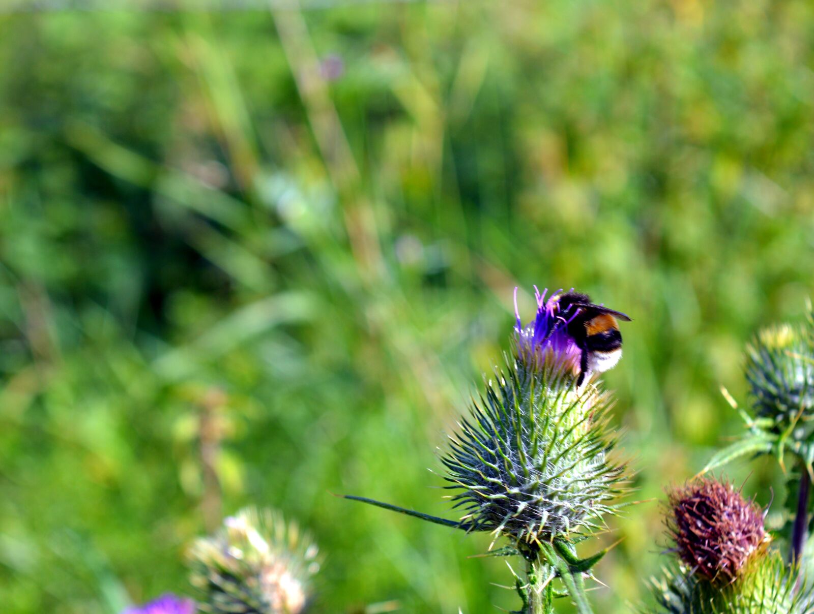 Nikon D3200 sample photo. Thistle, hummel, prickly photography