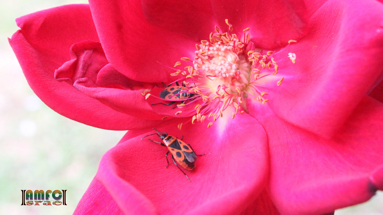 Canon EOS 600D (Rebel EOS T3i / EOS Kiss X5) sample photo. Bugs, on, petals photography