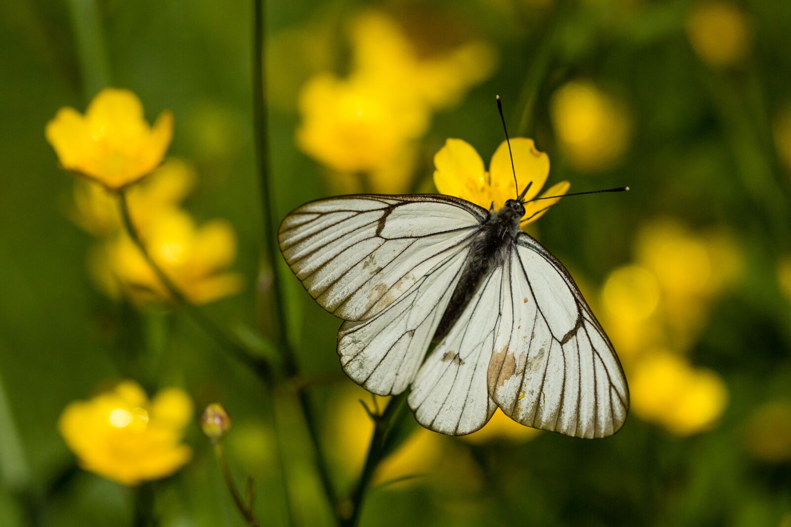 Canon EF 100mm F2.8 Macro USM sample photo. Nature, butterfly, insect photography