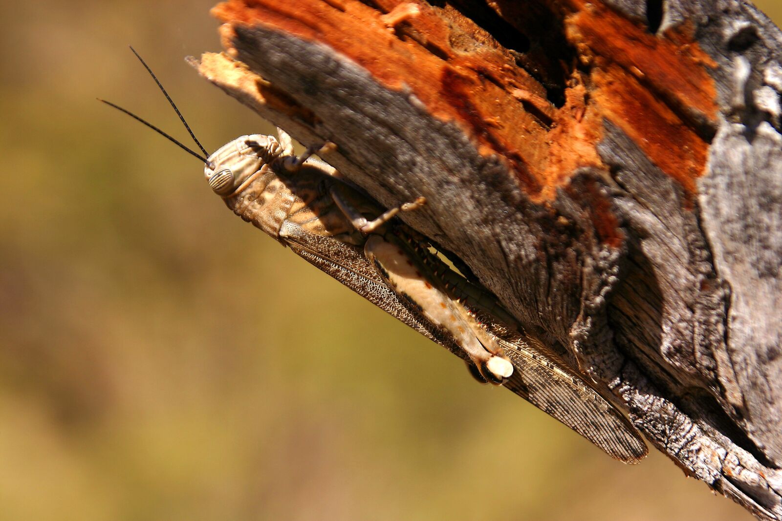 Canon EOS 300D (EOS Digital Rebel / EOS Kiss Digital) sample photo. Grasshopper, nature, insect photography
