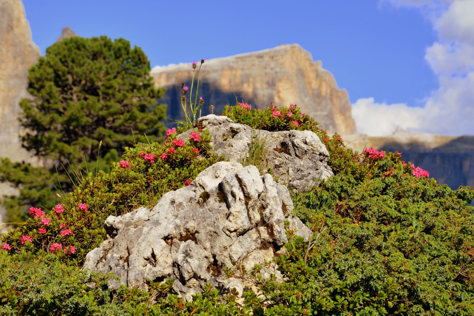 Nikon D7100 sample photo. Bloom, nature, beauty photography