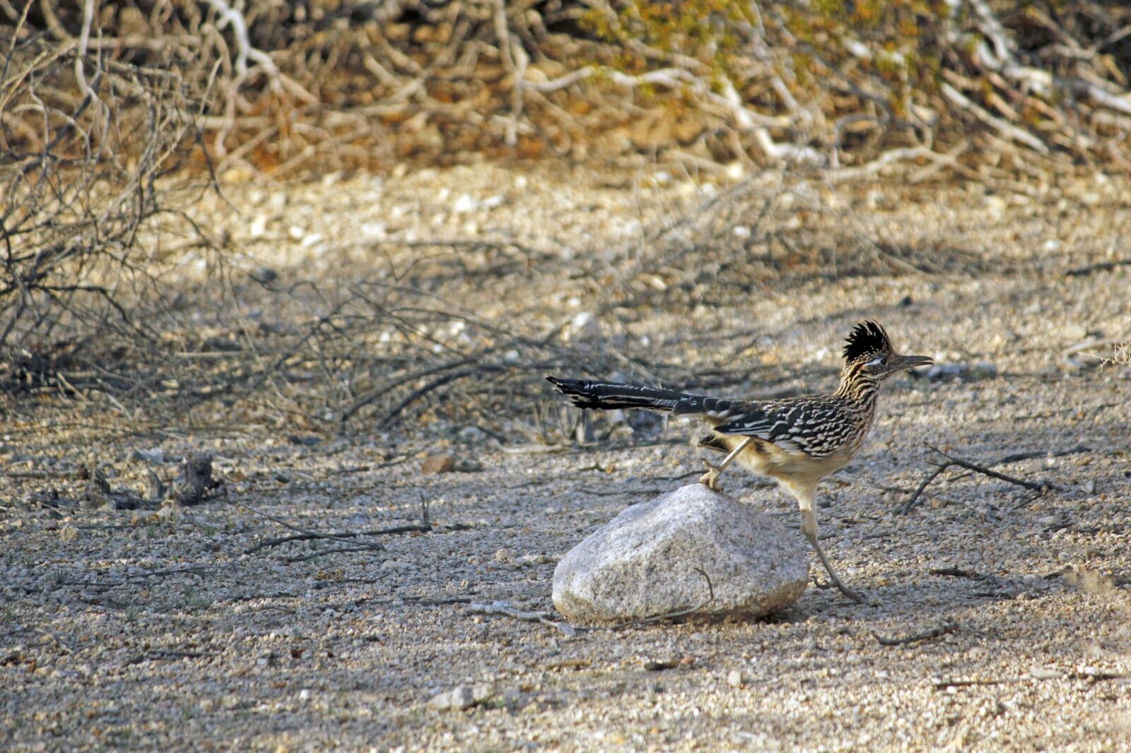Canon EOS 550D (EOS Rebel T2i / EOS Kiss X4) sample photo. Roadrunner, bird, chaparral photography