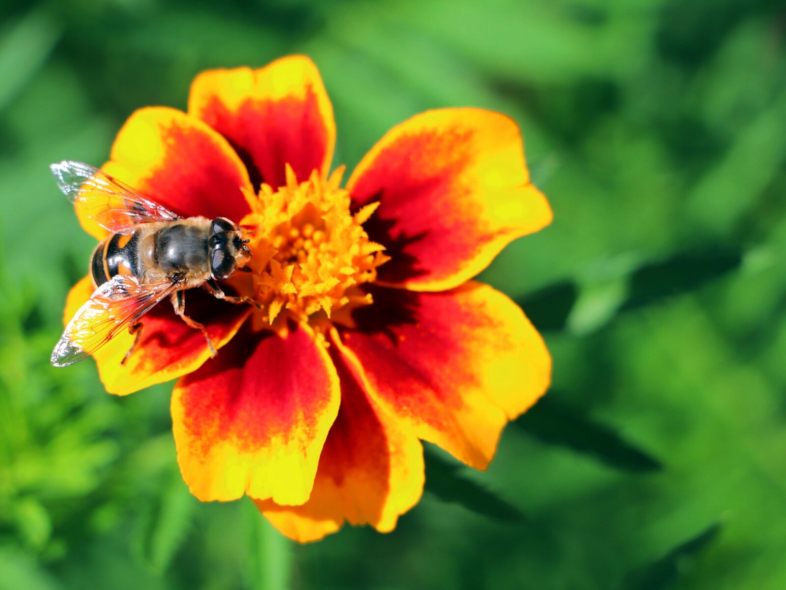 Canon EOS 200D (EOS Rebel SL2 / EOS Kiss X9) sample photo. Nature, insects, flower photography