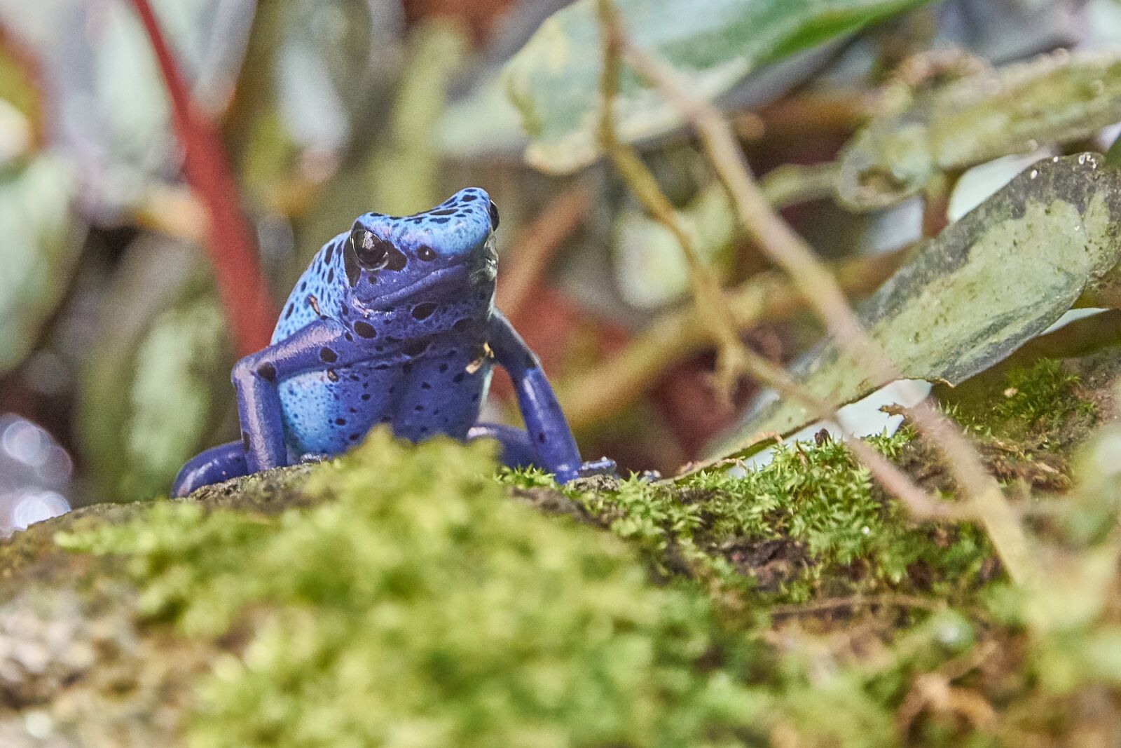 Nikon D7200 sample photo. Frog, blue, toxic photography