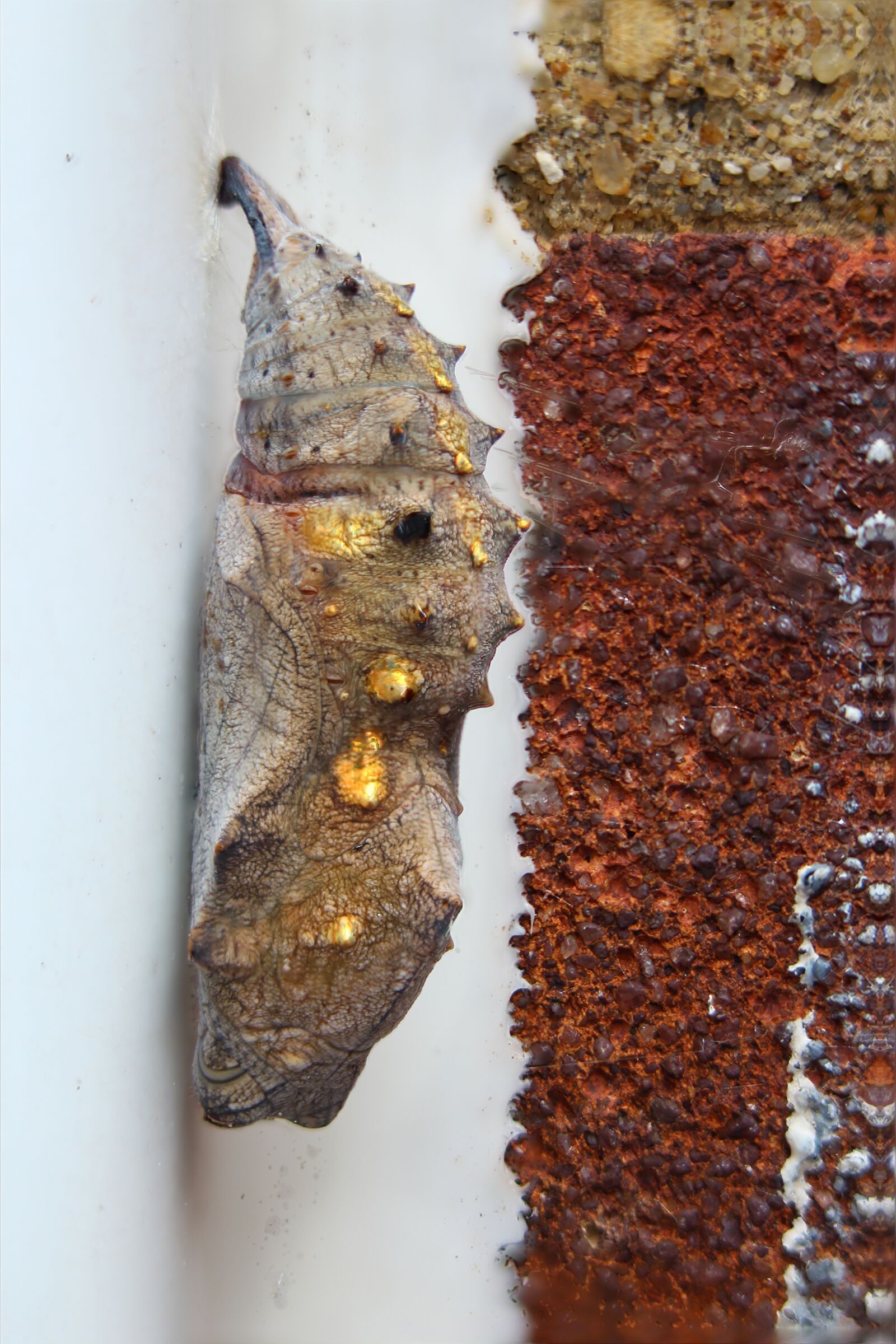 Canon EOS 650D (EOS Rebel T4i / EOS Kiss X6i) sample photo. Red admiral, chrysalis, butterfly photography