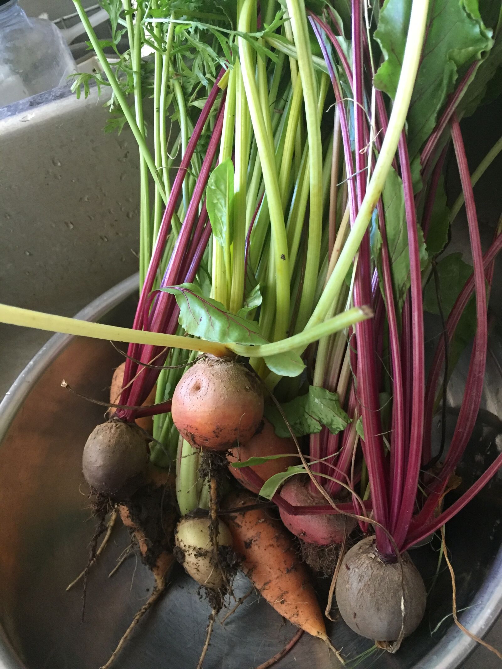 Apple iPhone 6 sample photo. Garden, veggies, fresh photography