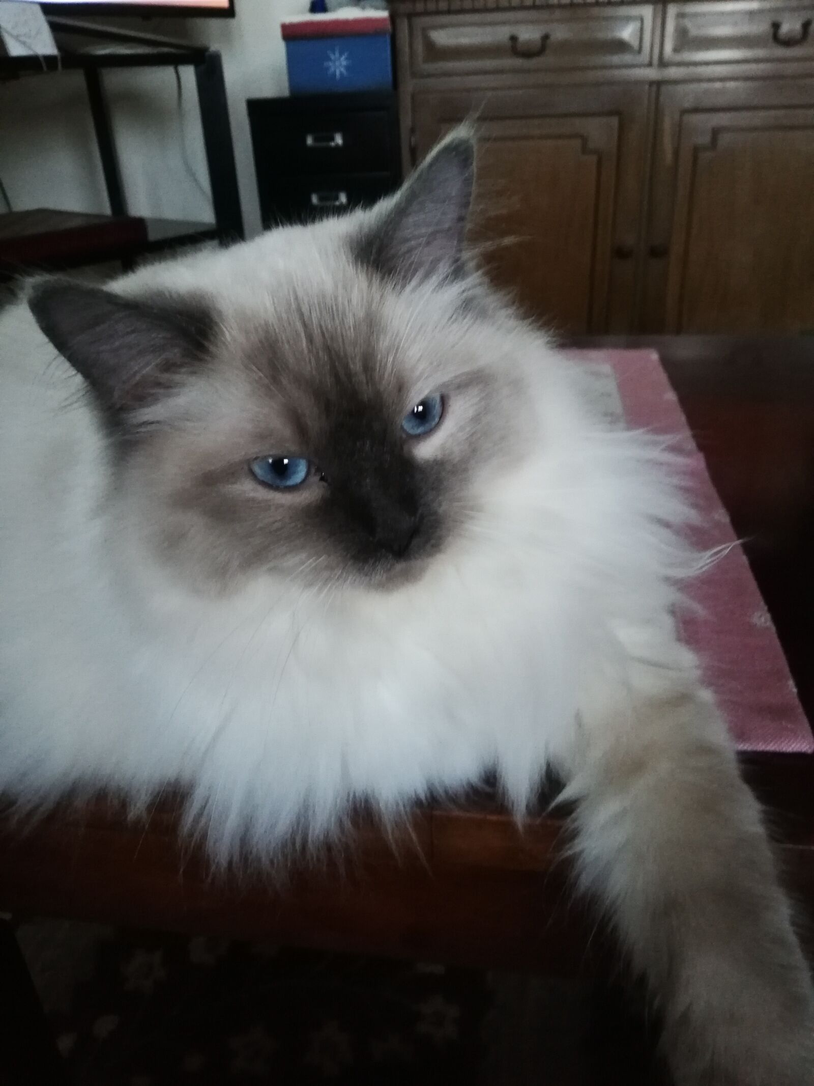 HUAWEI RNE-L21 sample photo. Pet, cat, ragdoll photography