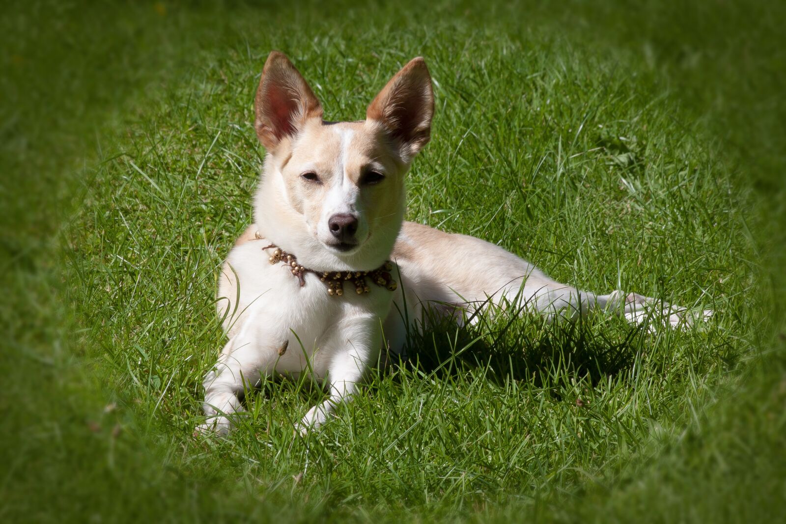 Canon EOS 50D sample photo. Podenco canario, dog breed photography