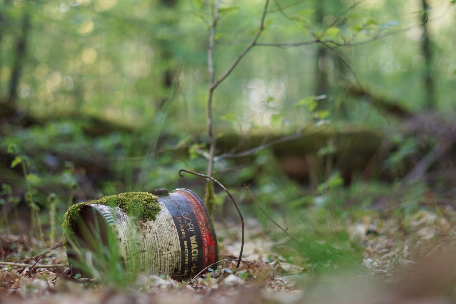 Sony a6000 sample photo. Wood, nature, tree photography