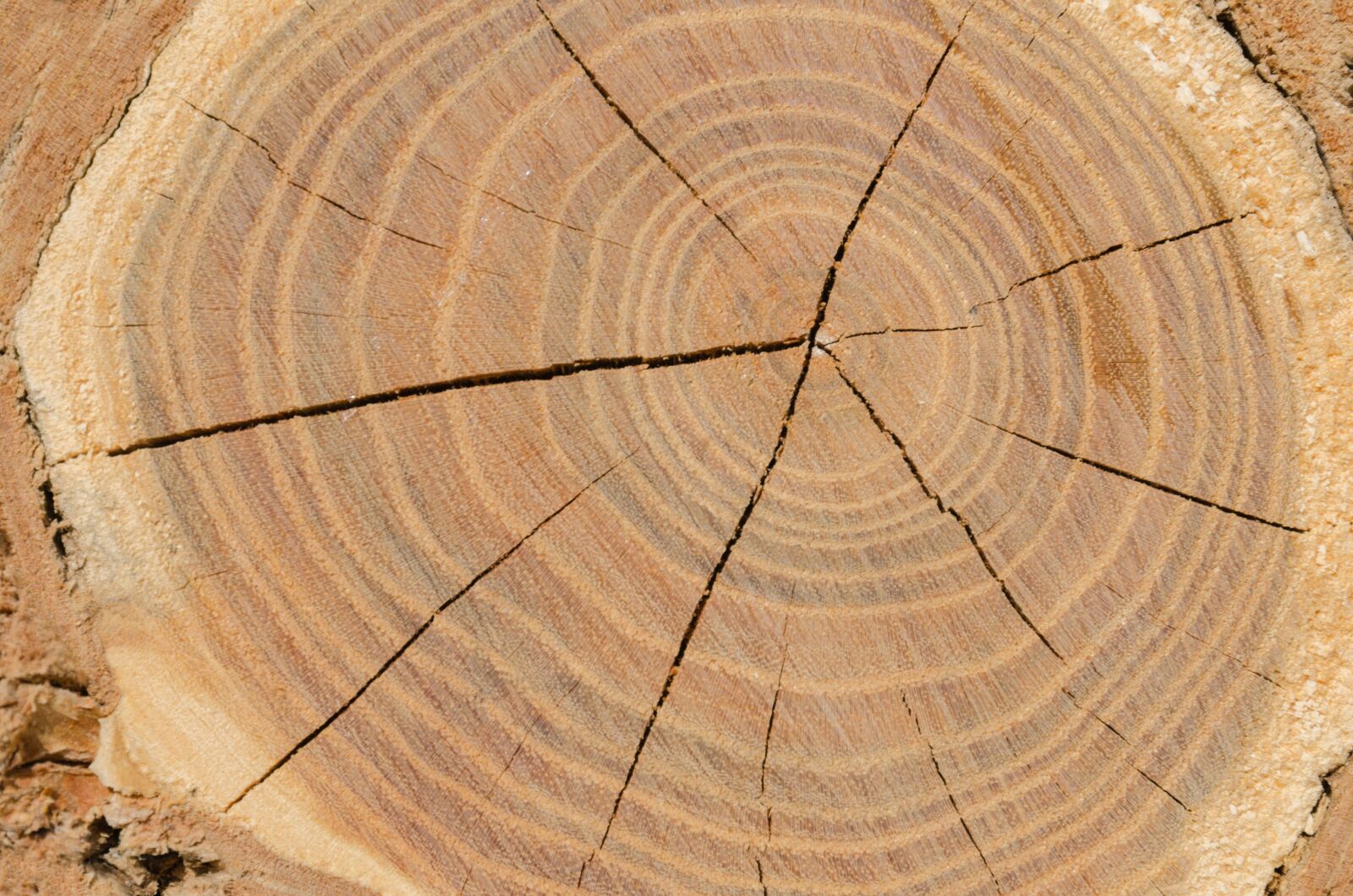 Nikon D7000 sample photo. Background, design, wood photography