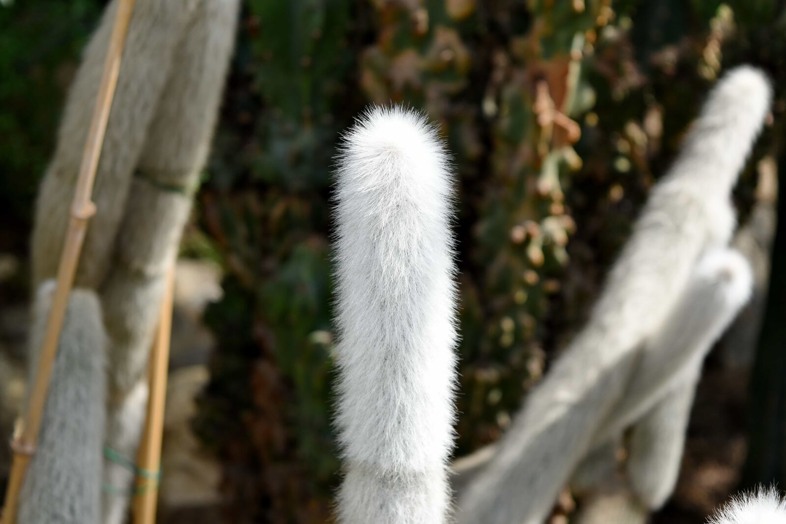 Nikon D5500 sample photo. Cactus, desert plant, white photography