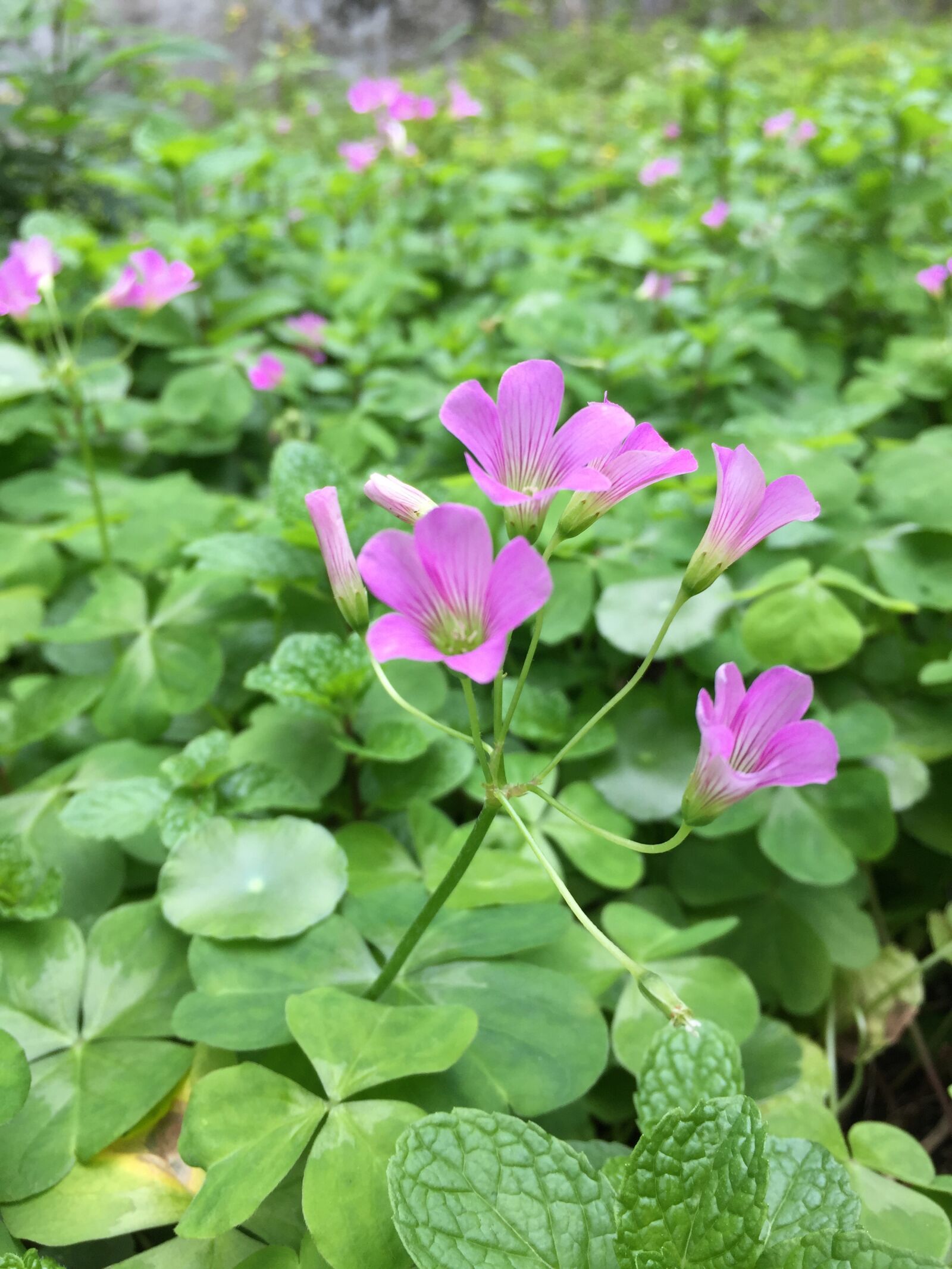 iPhone 6 Plus back camera 4.15mm f/2.2 sample photo. Oxalis corniculata, flower, leaf photography