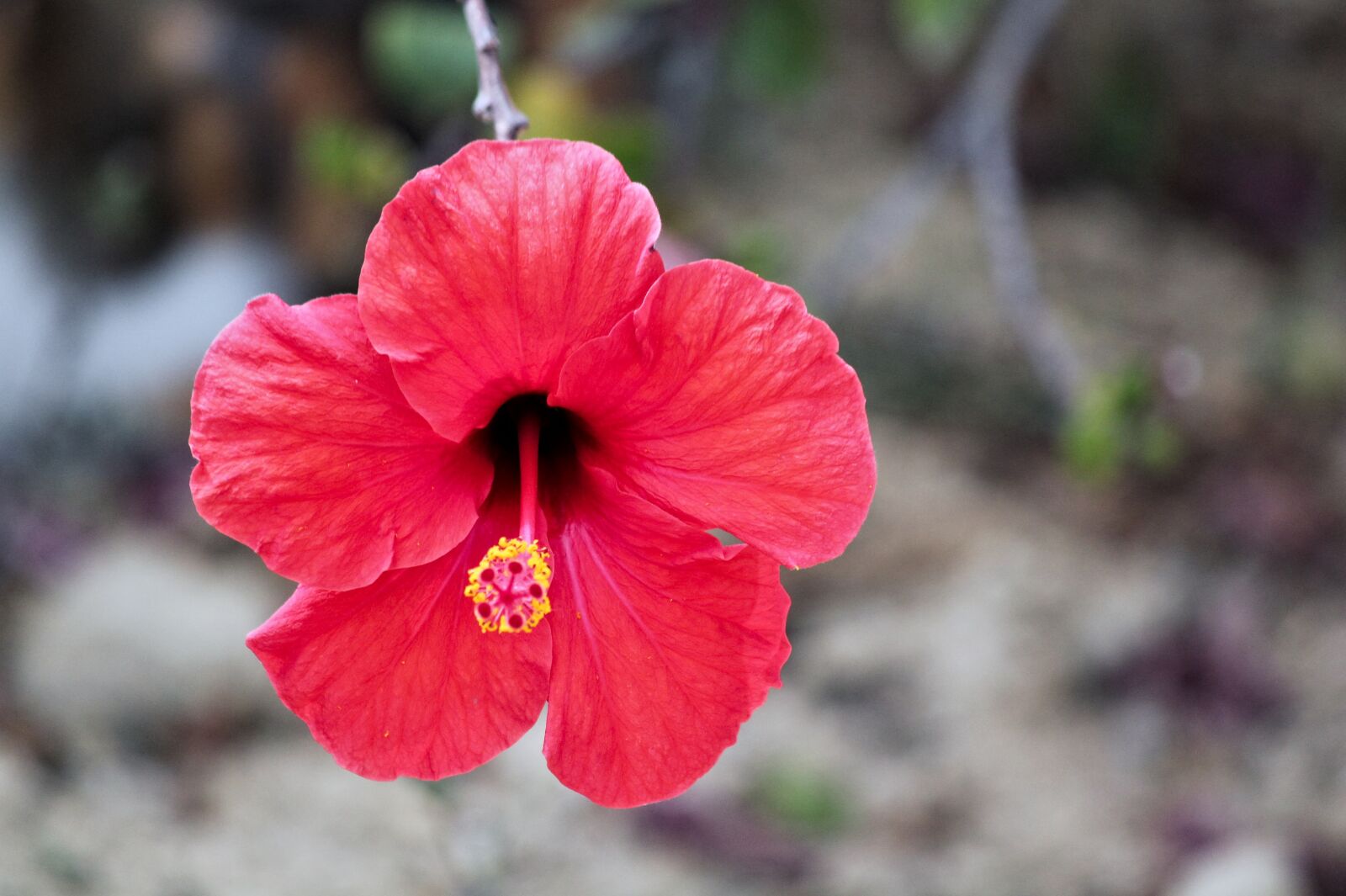 Canon EOS 550D (EOS Rebel T2i / EOS Kiss X4) sample photo. Flower, hibiscus, petals photography