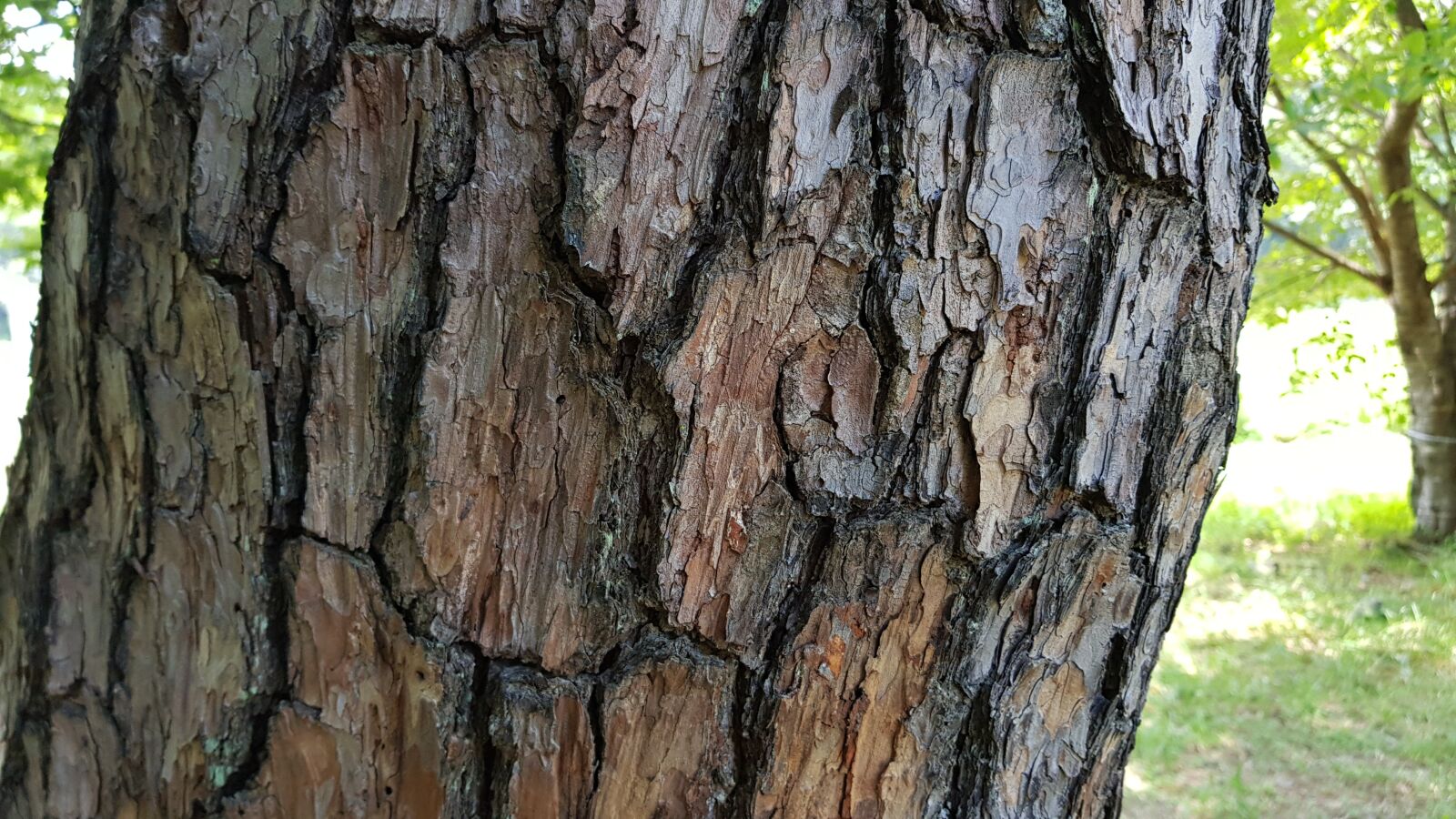 Samsung SM-N950N sample photo. 자연, 나무, 소나무 photography