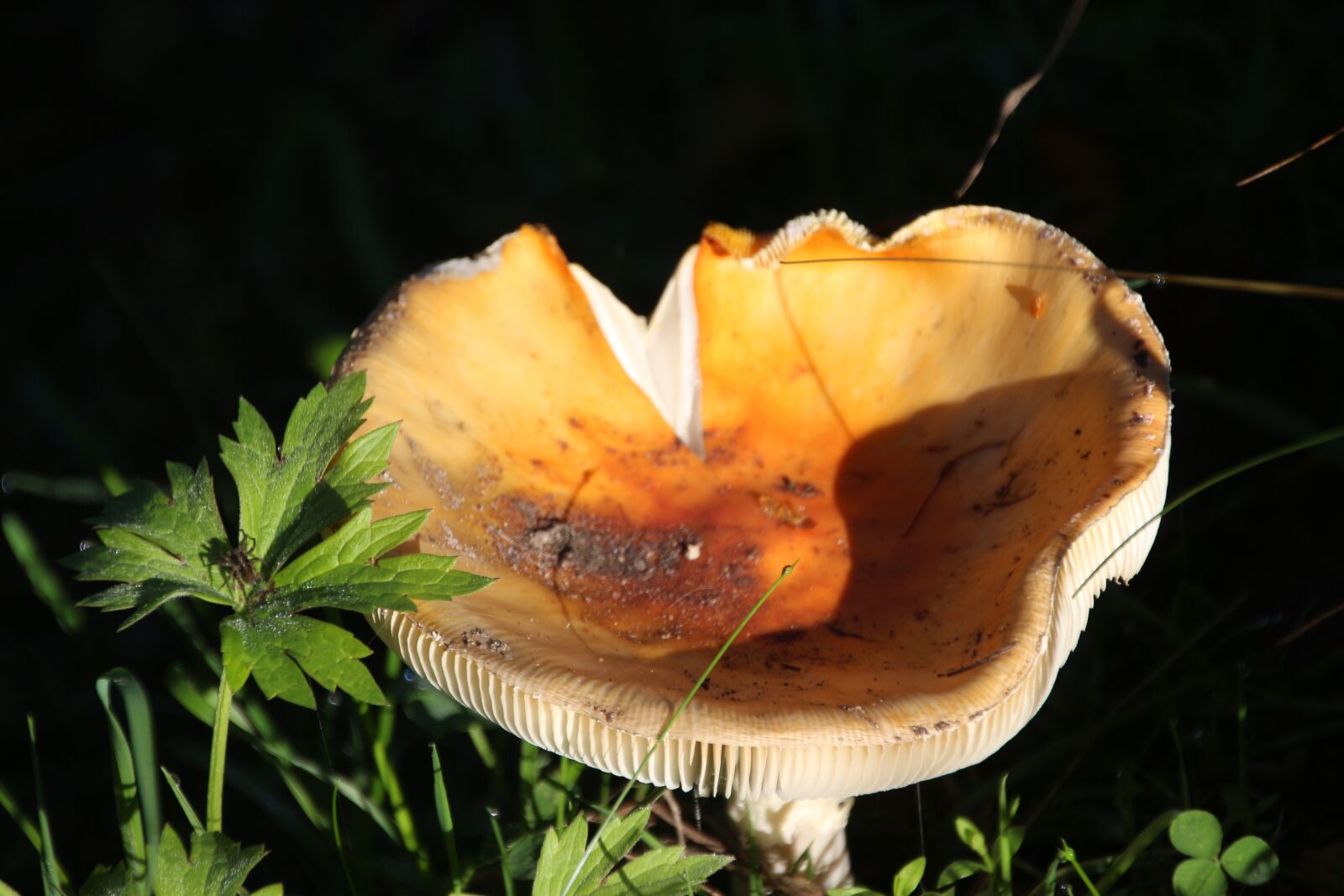 Canon EOS 650D (EOS Rebel T4i / EOS Kiss X6i) sample photo. Mushroom, nature, mushroom picking photography