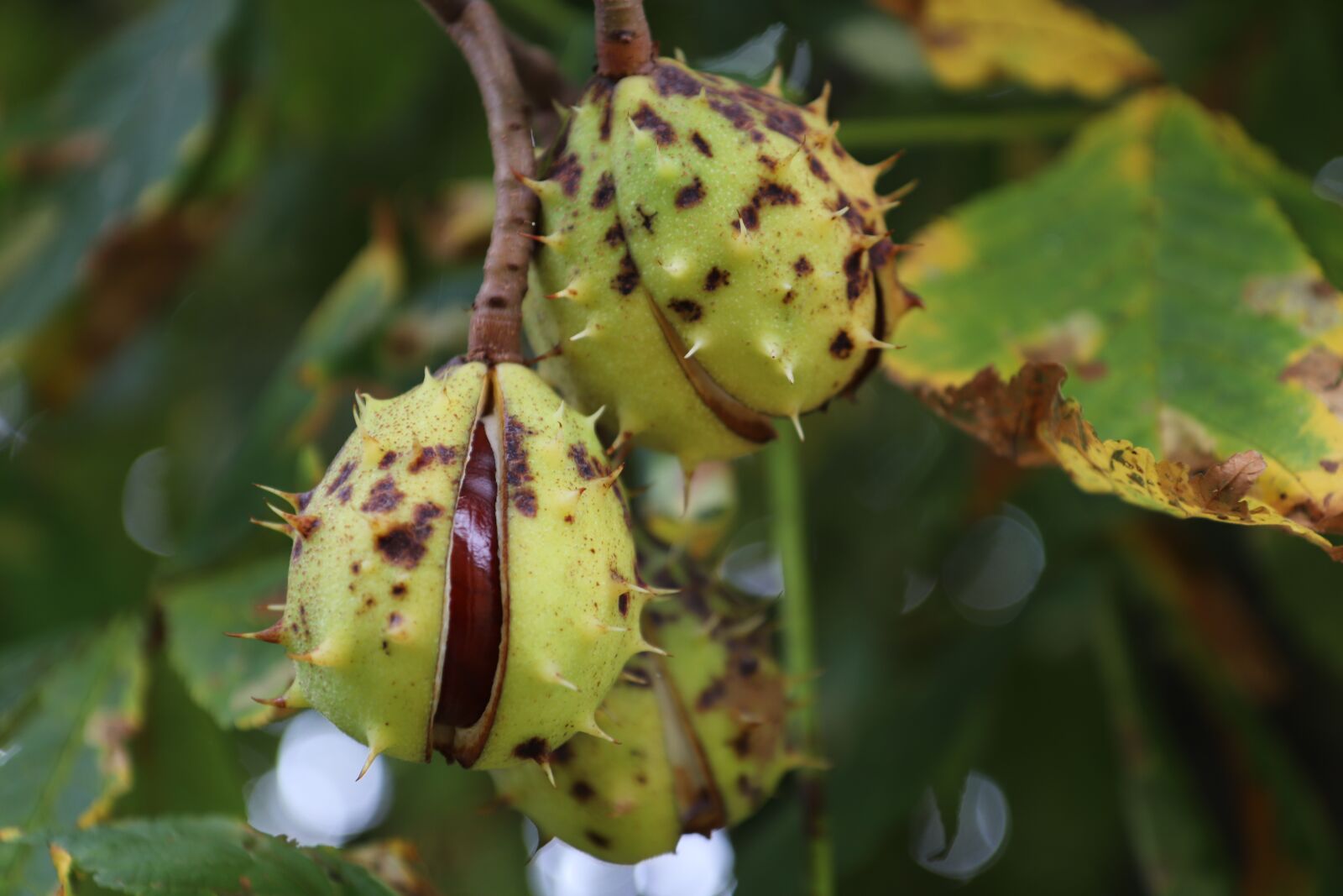 Canon EOS 800D (EOS Rebel T7i / EOS Kiss X9i) sample photo. Chestnut, fruit, plant photography