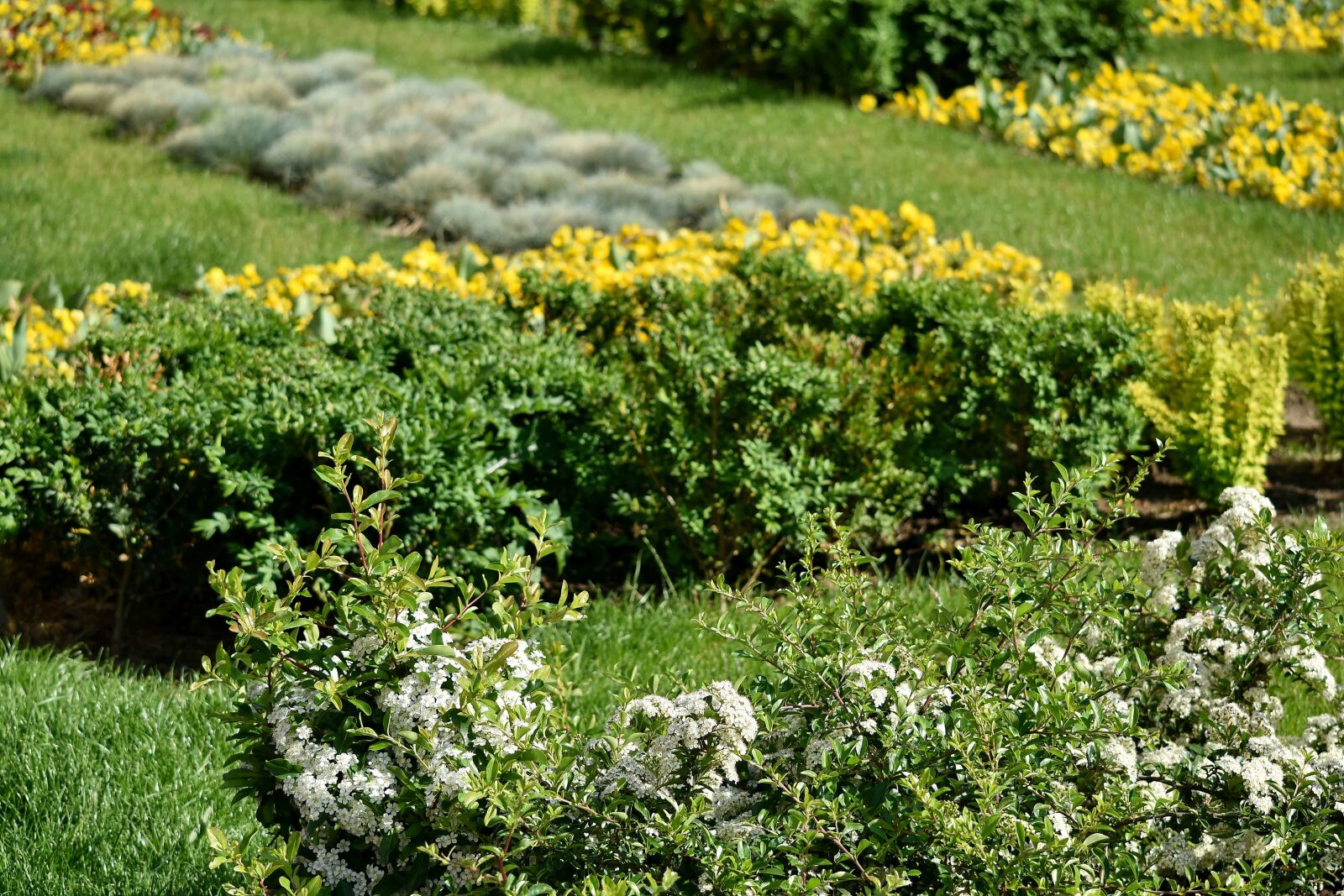 Nikon D5500 sample photo. Yarrow, landscape, garden, flower photography