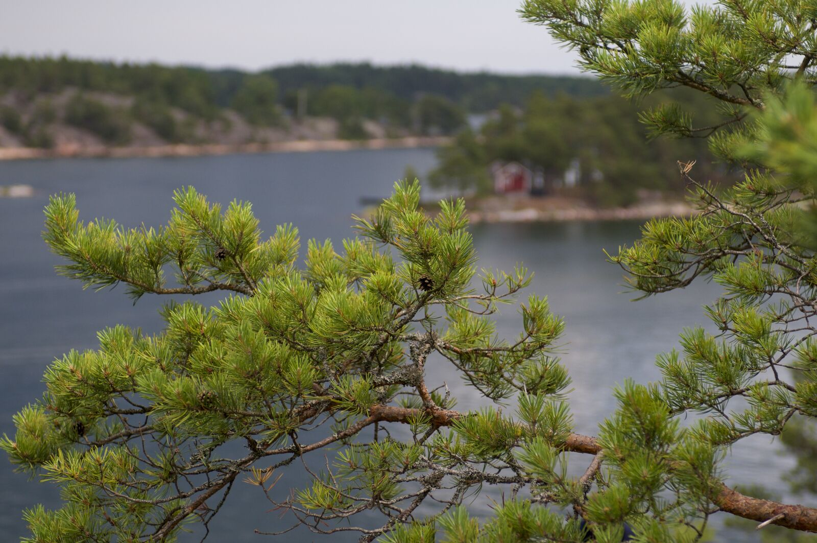 Nikon D300 sample photo. Island, nature, sweden, tree photography
