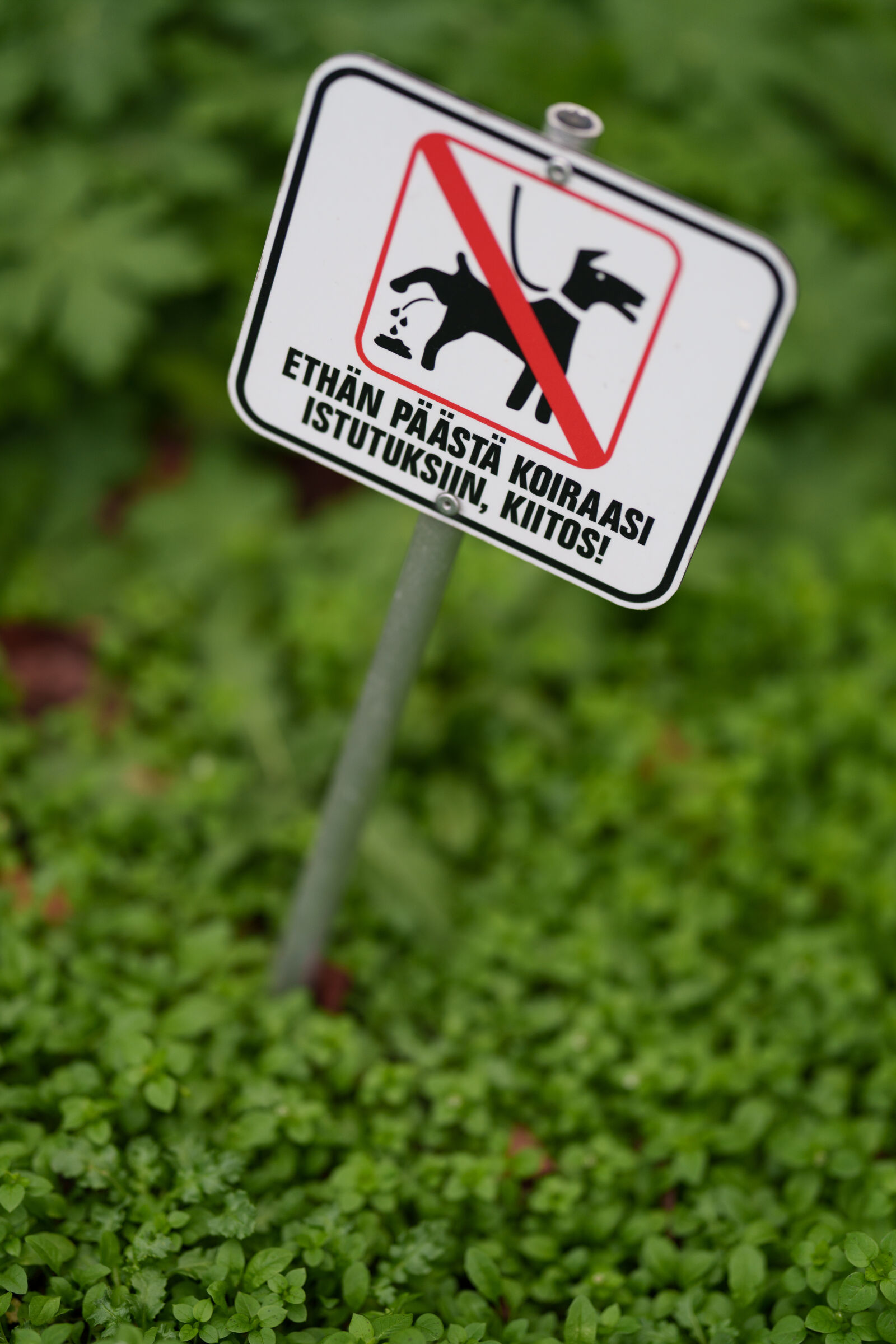 Sony FE 85mm F1.4 GM II sample photo. No dogs photography