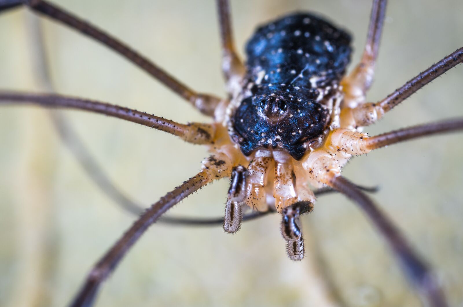 #124 65/2.8 sample photo. Macro, spider, kosenok photography