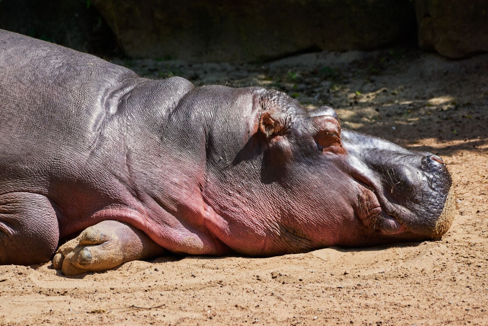 Sony E 70-350mm F4.5-6.3 G OSS sample photo. Hippo, hippopotamus, africa photography
