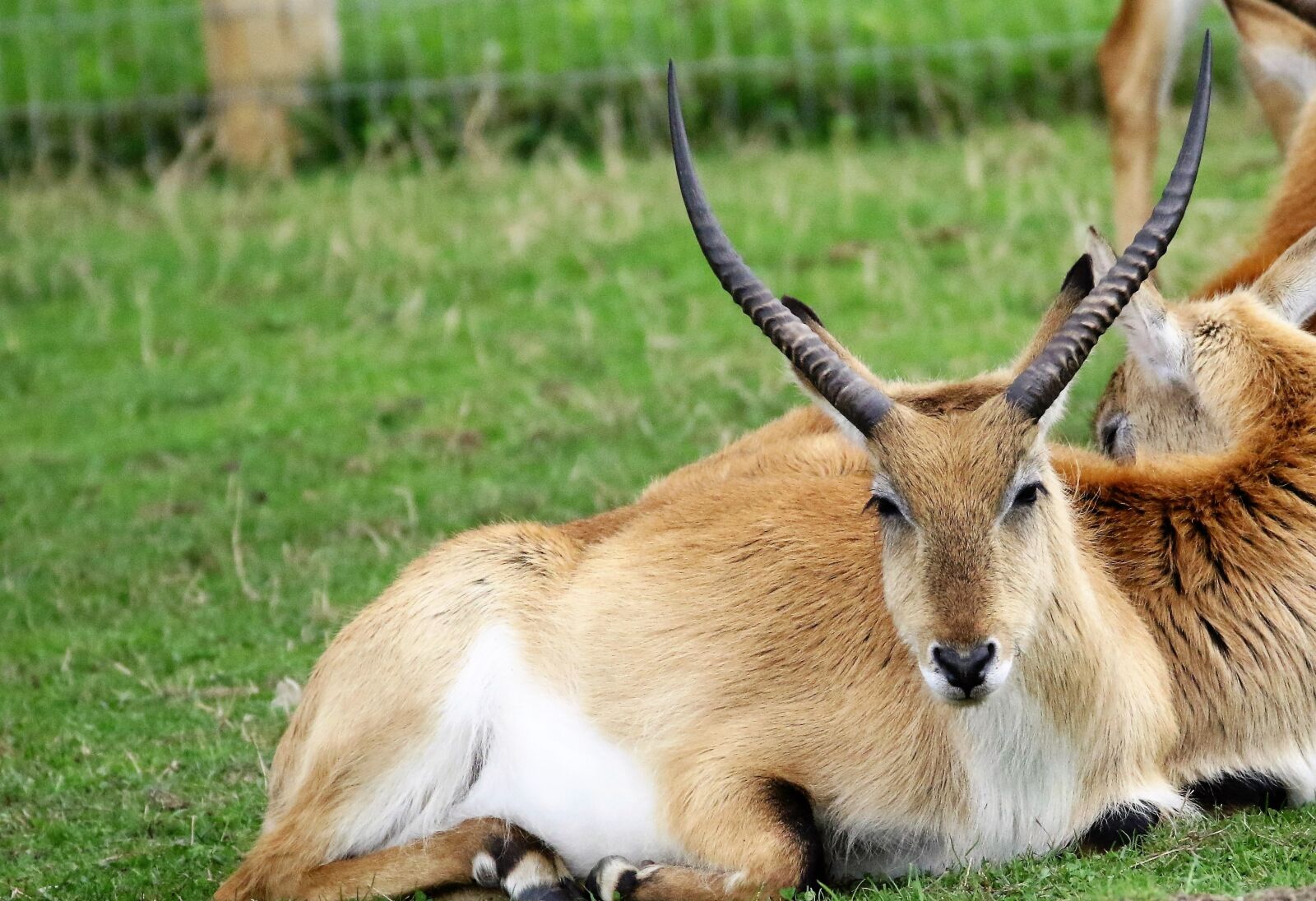 Canon EOS 7D Mark II sample photo. Deer, antelope, nature photography