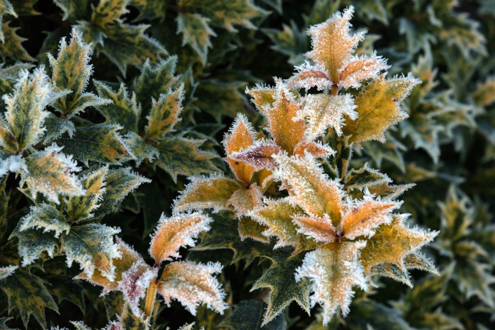 Fujifilm GFX 50R sample photo. Frost, winter, crystals photography