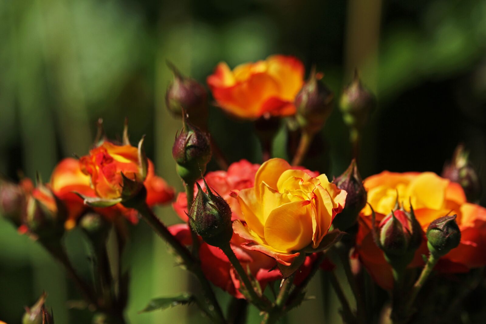 Canon EF-S 55-250mm F4-5.6 IS STM sample photo. Rose, rumba, nature photography