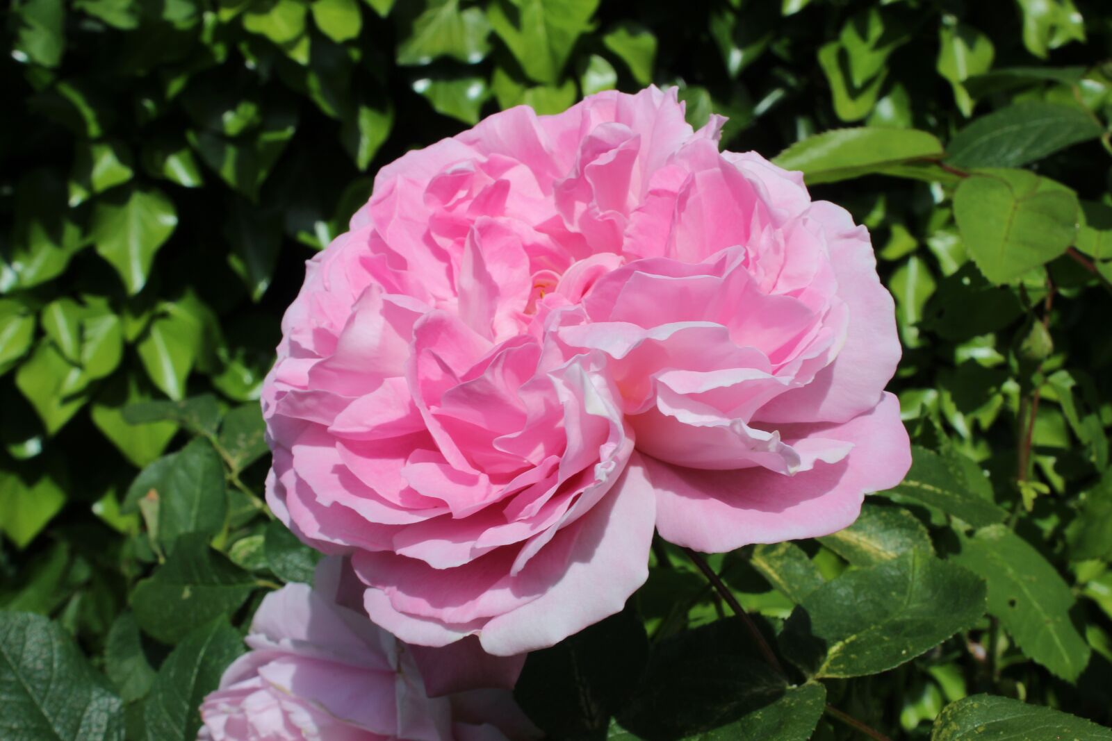 Canon EOS 600D (Rebel EOS T3i / EOS Kiss X5) sample photo. Rose, blossom, bloom photography