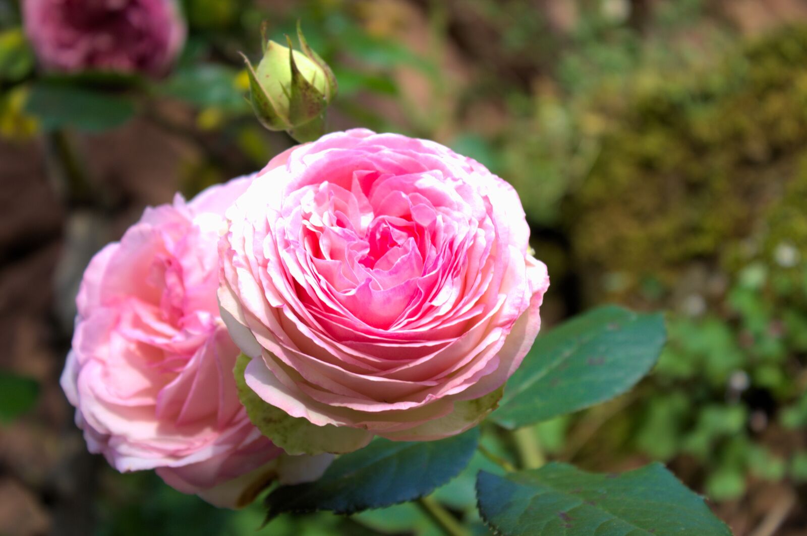 Canon EOS 1100D (EOS Rebel T3 / EOS Kiss X50) sample photo. Pink, flowers, nature photography