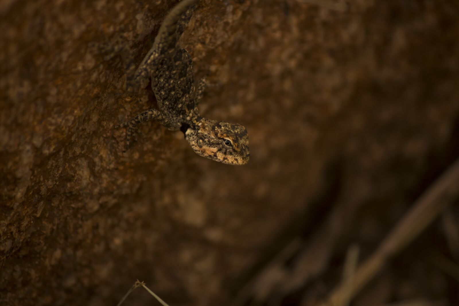 Canon EOS 700D (EOS Rebel T5i / EOS Kiss X7i) sample photo. Nature, lizard, macro photography