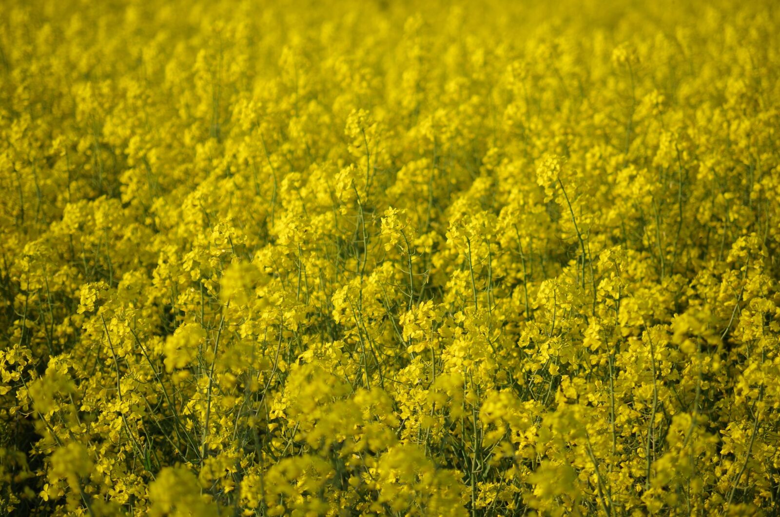 Pentax K-500 sample photo. Colza, rape, field photography
