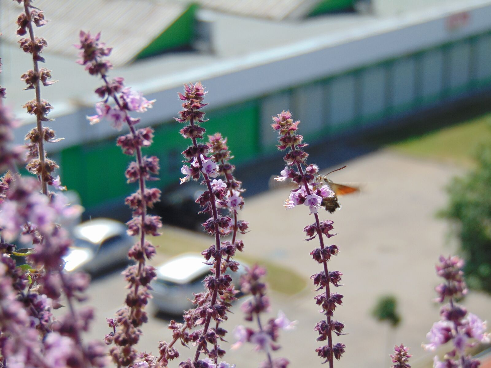 Sony Cyber-shot DSC-H300 sample photo. Basil, insect, fly photography