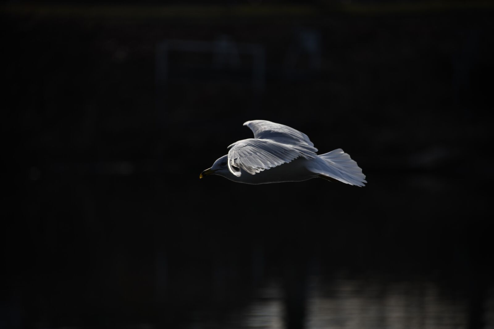 Nikon D850 sample photo. Seagull, bird, flying photography