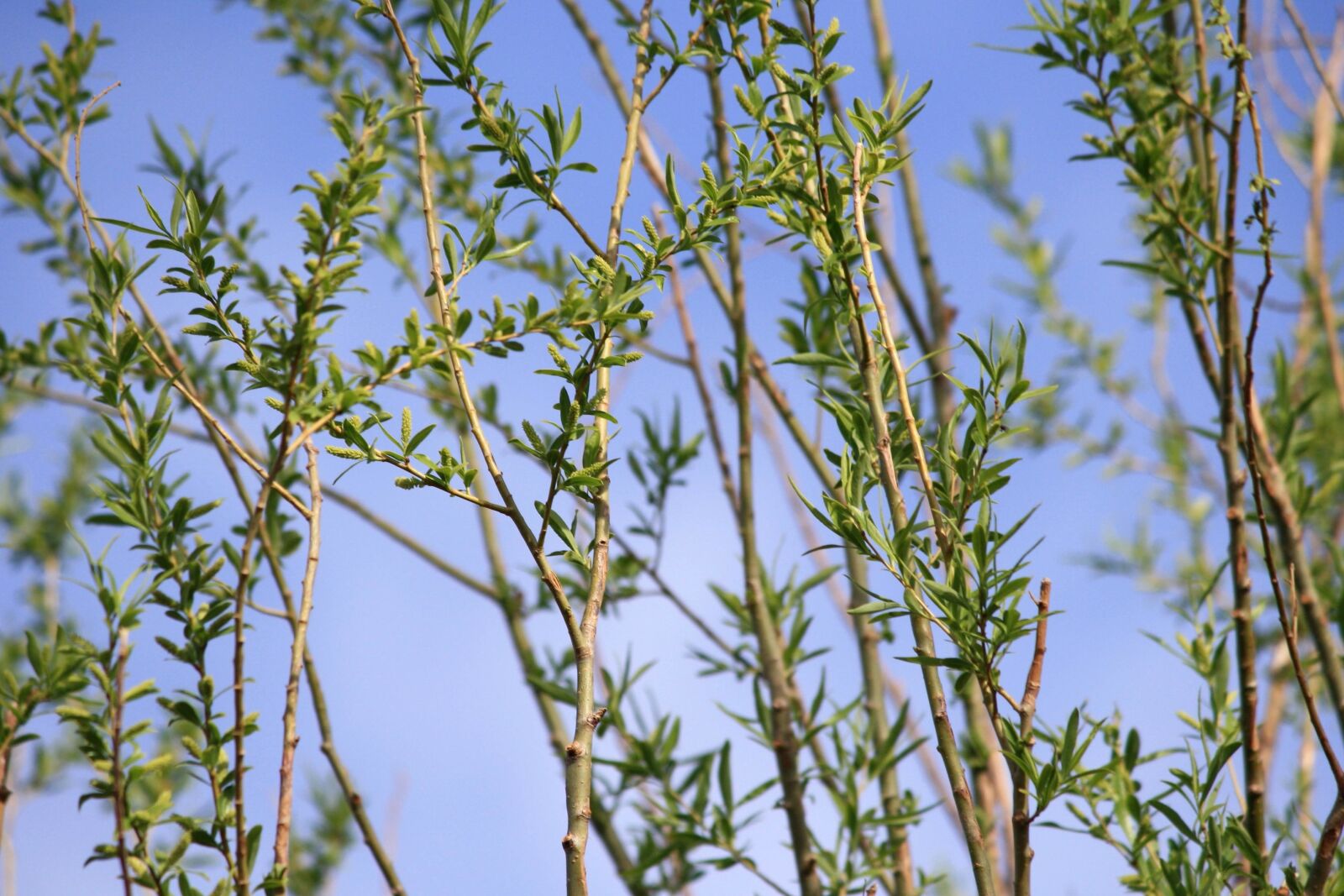 Canon EOS 1000D (EOS Digital Rebel XS / EOS Kiss F) + f/4-5.6 IS II sample photo. Branches, sping, leaves, blue photography