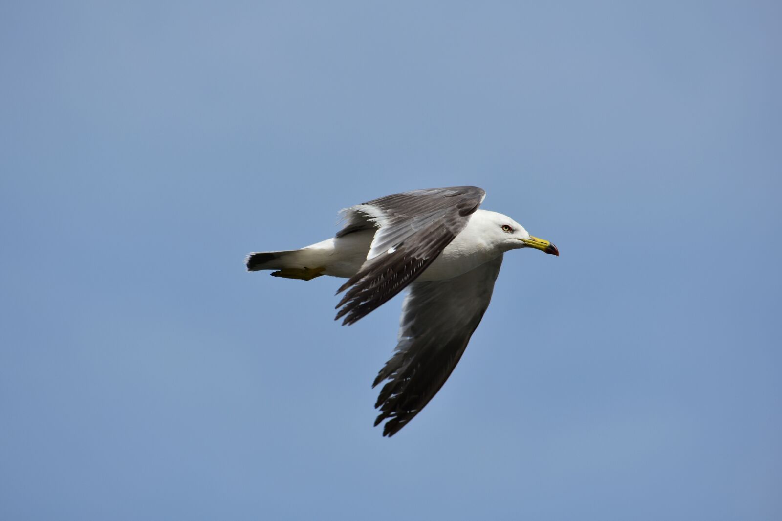 Nikon D7200 sample photo. Animal, sky, bird photography