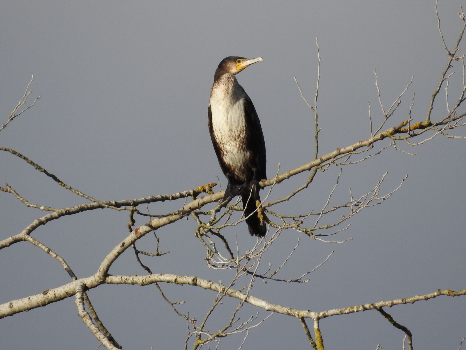 Nikon Coolpix P900 sample photo. Cormorant, bird, water bird photography