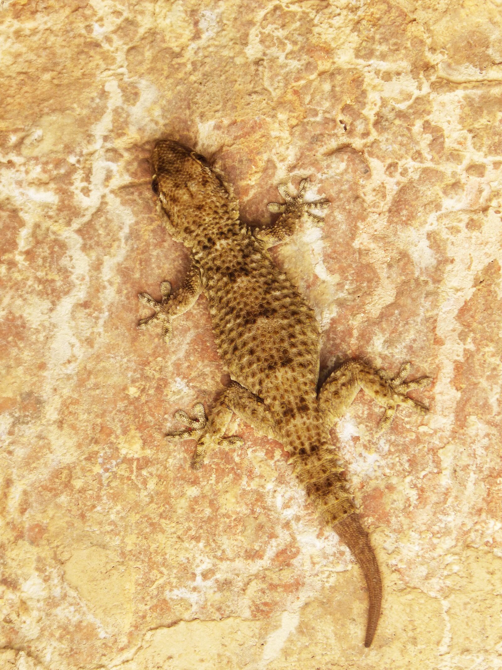 Panasonic DMC-FZ62 sample photo. Gecko, dragon, lizard photography