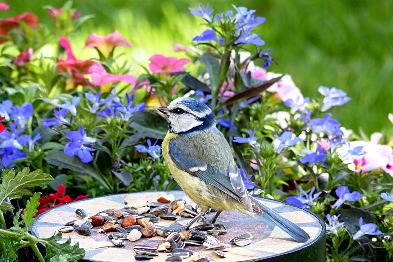 Panasonic Lumix DMC-FZ200 sample photo. Bird, tit, blue tit photography