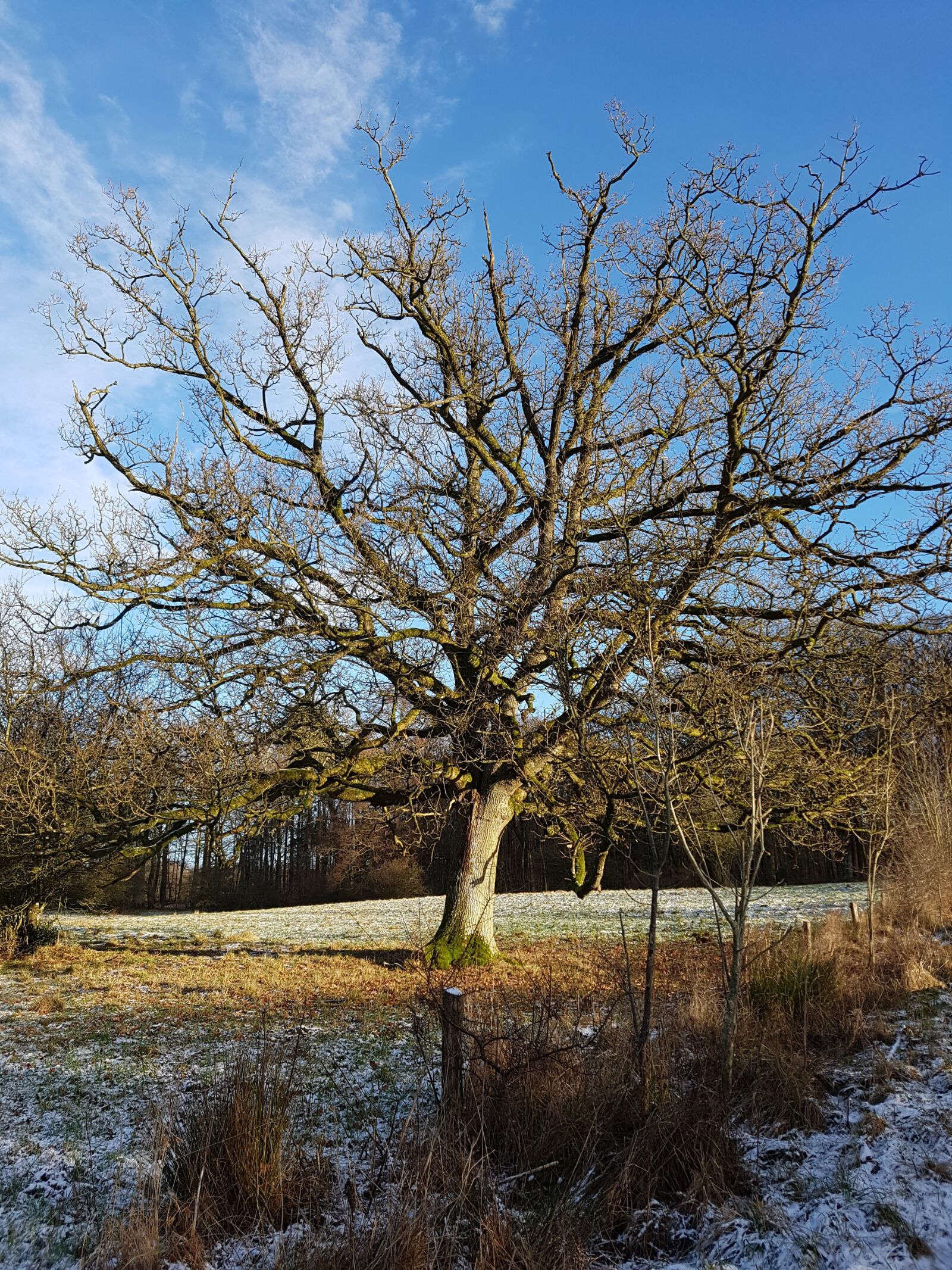 Samsung Galaxy S7 Edge sample photo. Oak, wood, oak tree photography