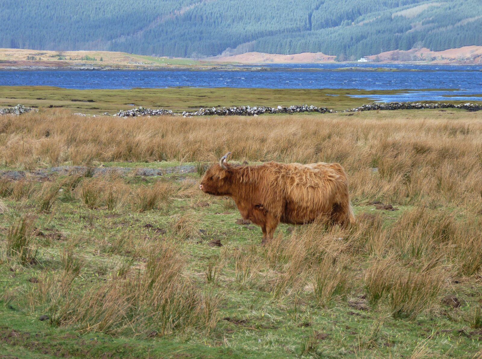 Panasonic Lumix DMC-FZ35 (Lumix DMC-FZ38) sample photo. Highland beef, scotland, beef photography