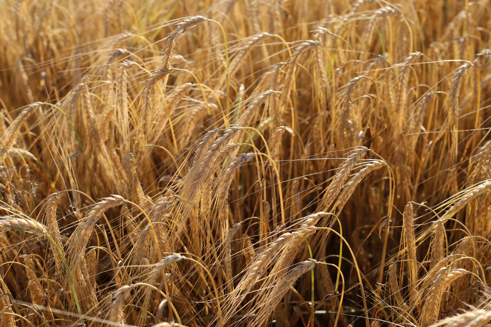 Canon EF 50mm F1.8 II sample photo. Barley before harvest, agriculture photography