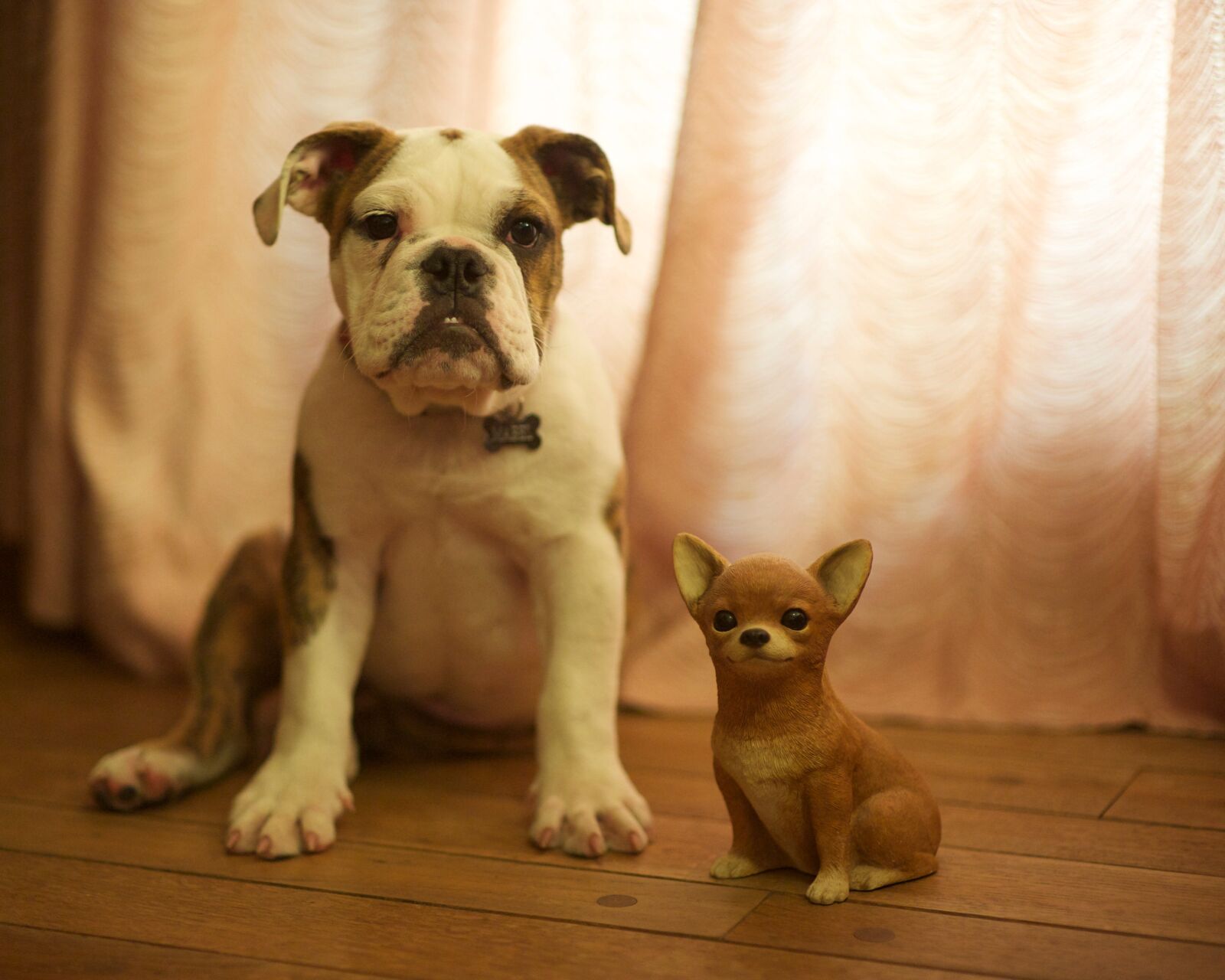 Nikon D3 sample photo. Animals, dogs, domesticated photography
