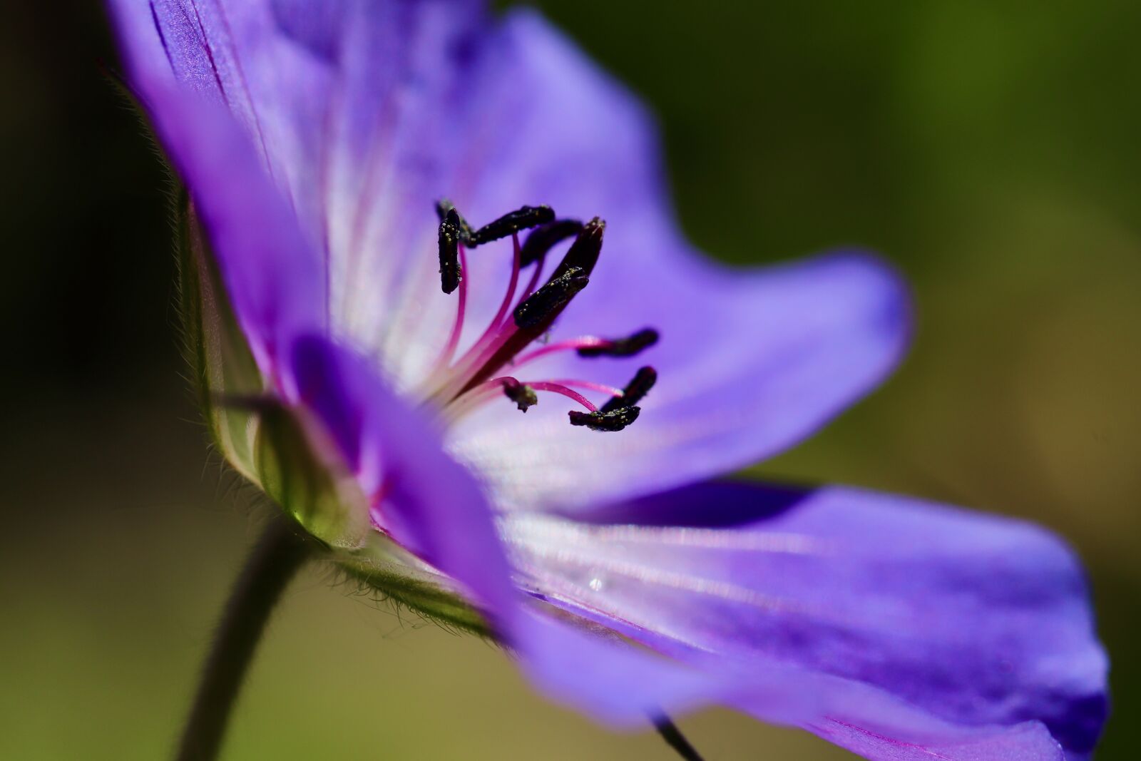 Canon EOS 800D (EOS Rebel T7i / EOS Kiss X9i) + Canon EF 100mm F2.8L Macro IS USM sample photo. Cranesbill, geranium, purple photography