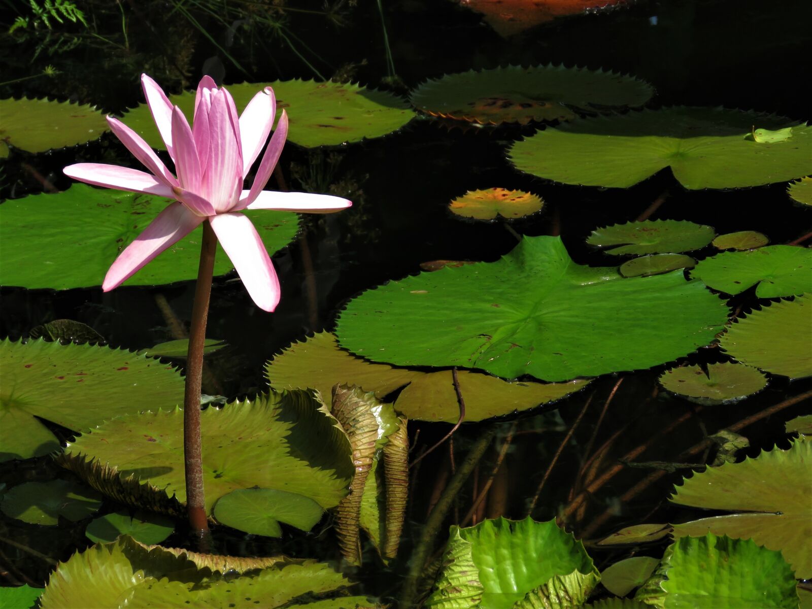 Canon PowerShot SX60 HS sample photo. Lotus, pond, pond flower photography
