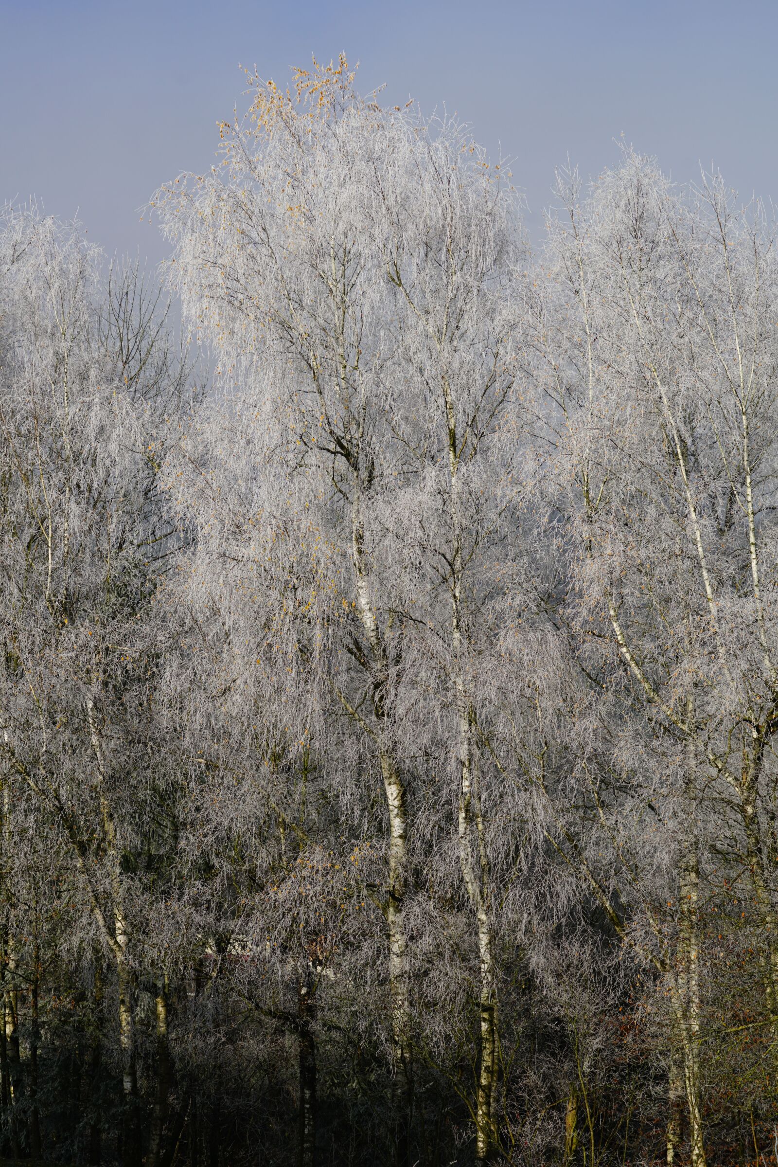 Sony a7R II + Sony FE 24-240mm F3.5-6.3 OSS sample photo. Hoarfrost, cold, winter photography